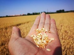 糧食水分測(cè)量?jī)x，為小麥提供合理存儲(chǔ)時(shí)間